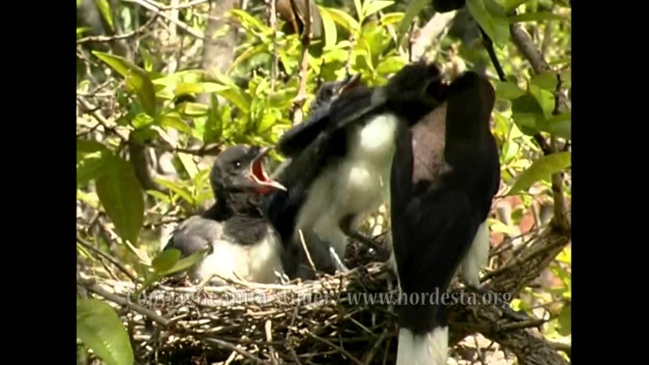 (Cyanocorax cristatellus) Curl-crested jay/Gralha-do-campo