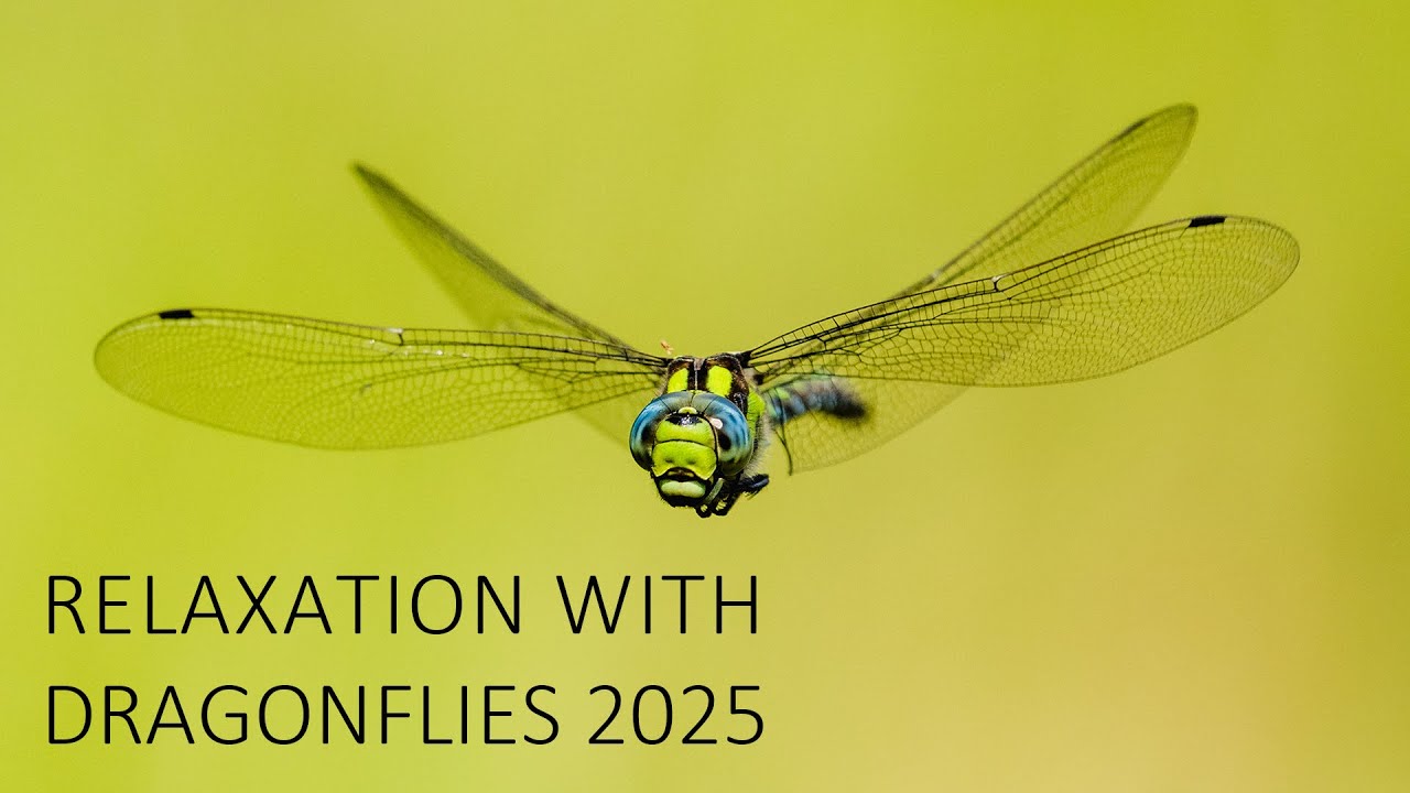 Relaxation with dragonflies 2025 (best of photos 2025 by Radek Caga - Czechdragonflies)