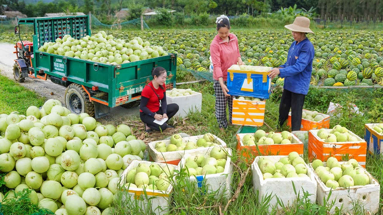 Harvesting Many Melons of Farmers - Use Truck To Transport Lots of Melon Go To Market Sell