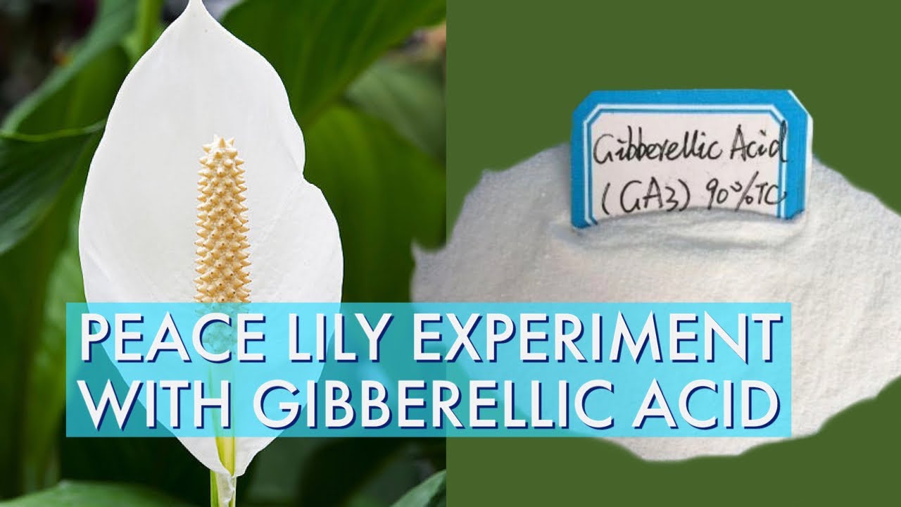 PEACE LILY EXPERIMENT| GIBBERELLIC ACID