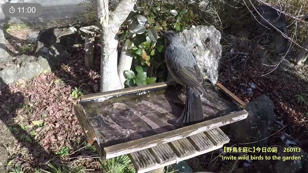 野鳥を庭に　260113　スズメ　イソヒヨドリ　ヒヨドリ　シジュウカラ　メジロ