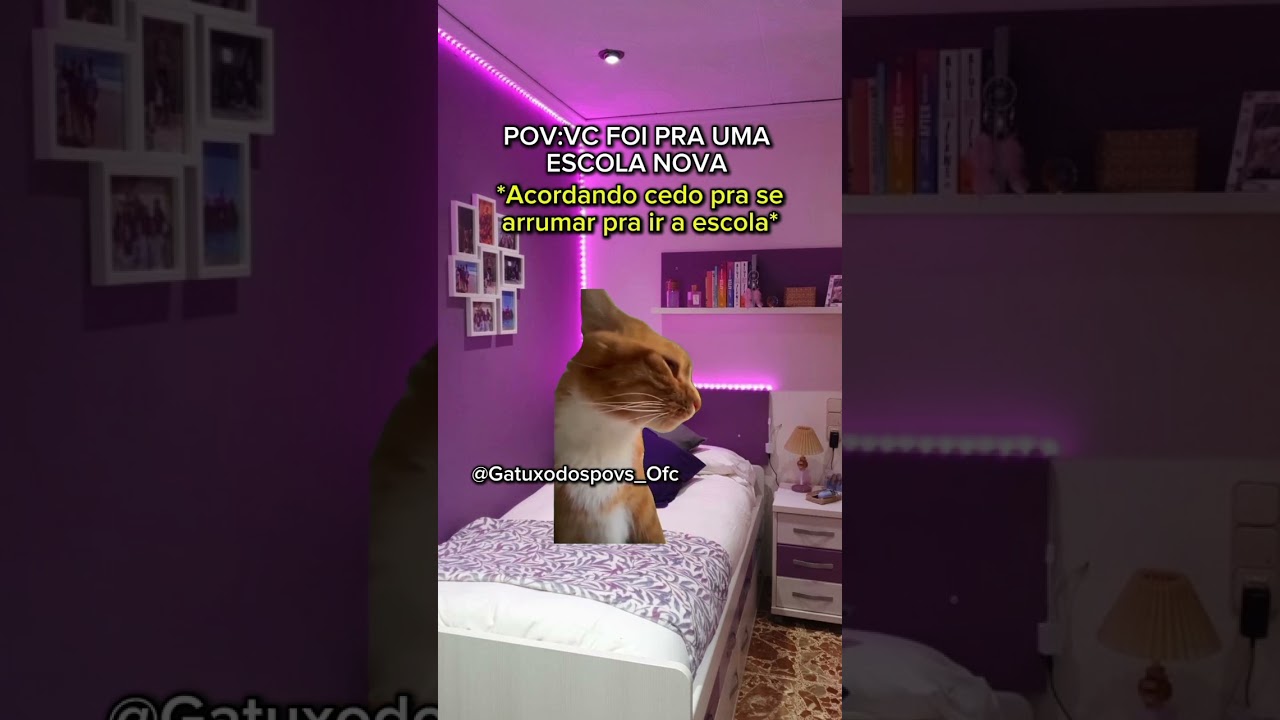 POV:Voc&ecirc; foi pra uma escola nova #novaescola #catmeme #povdegatinho #memedegato #pov