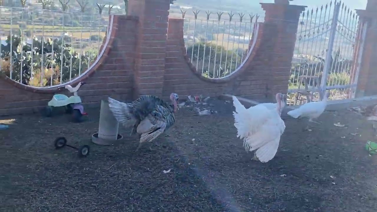 Las guajolotas blancas ya se están dejando pisar 🐣🦃🪿🐔