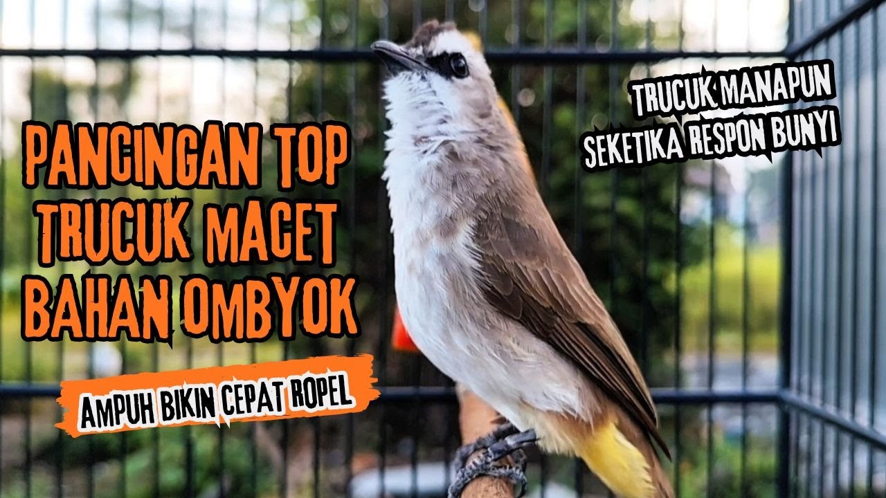 Trucukan Gacor ROPEL PANJANG Saat Subuh COCOK untuk Pancingan Trucuk BAHAN dan MASTERAN TRUCUK Paud