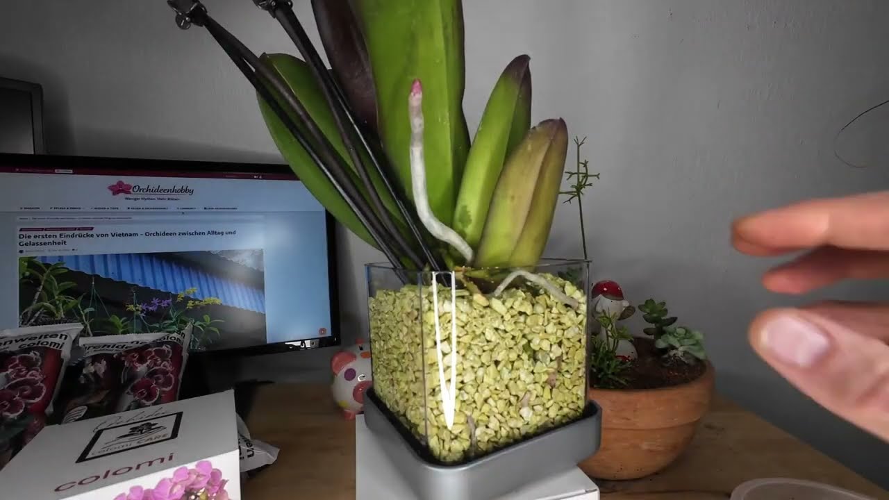Instructions d'entretien et de plantation des orchidées Colomi 7 février 2026