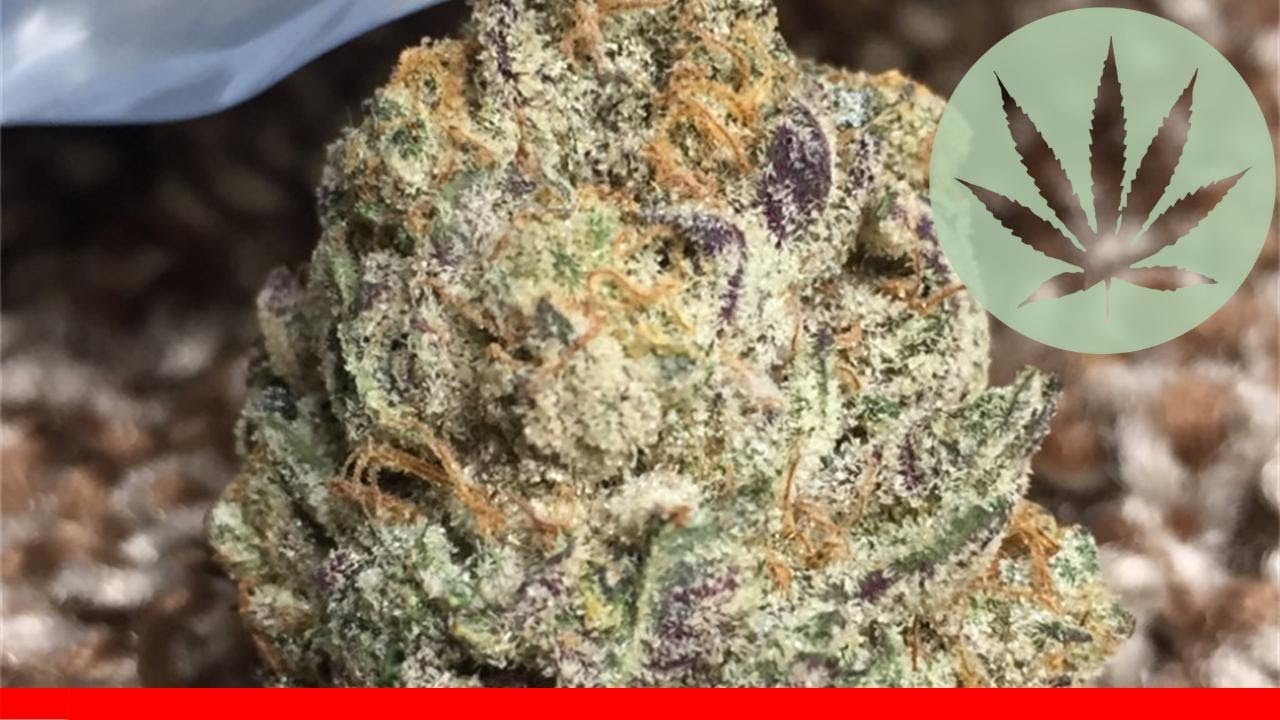 Sinmint Cookies - All About This Strain