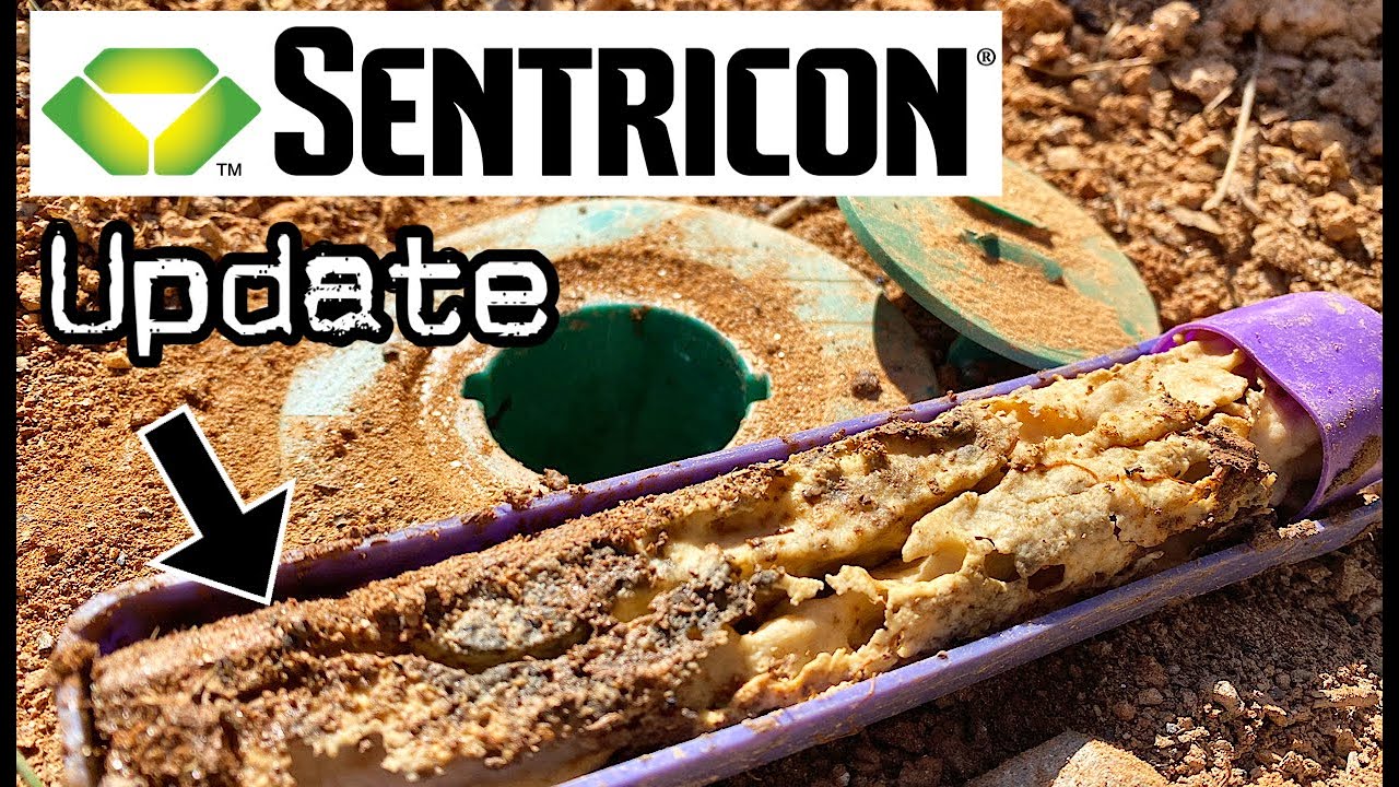Станции приманки для термитов Sentricon съедены колонией!