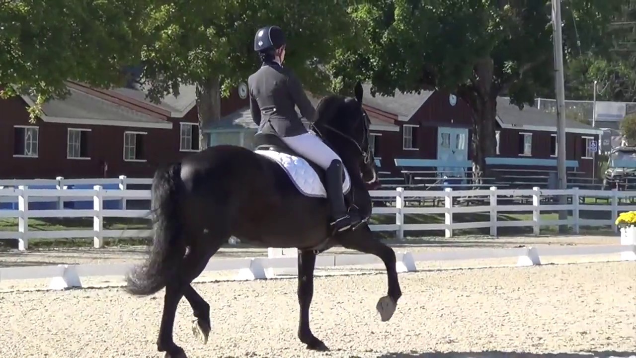 Ebony, Dressage at Devon, Fourth Level Test 3
