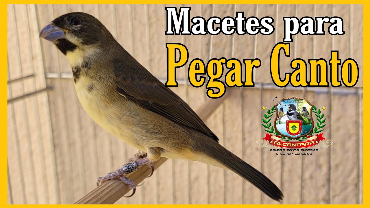 MACETE PARA O COLEIRO ENCARTAR MAIS RÁPIDO NO CANTO TUÍ-TUÍ