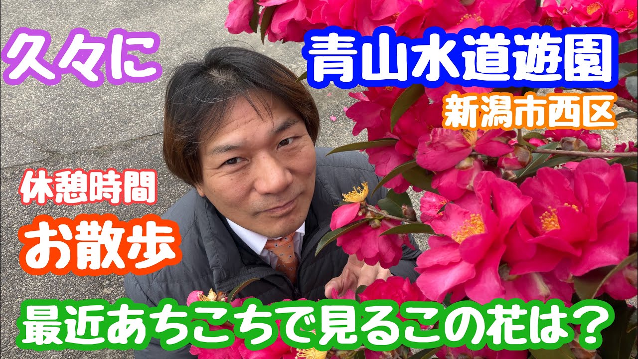 2026年3月1日 青山水道遊園 鮮やかなピンクのお花が満開！休憩時間にお散歩 新潟市西区