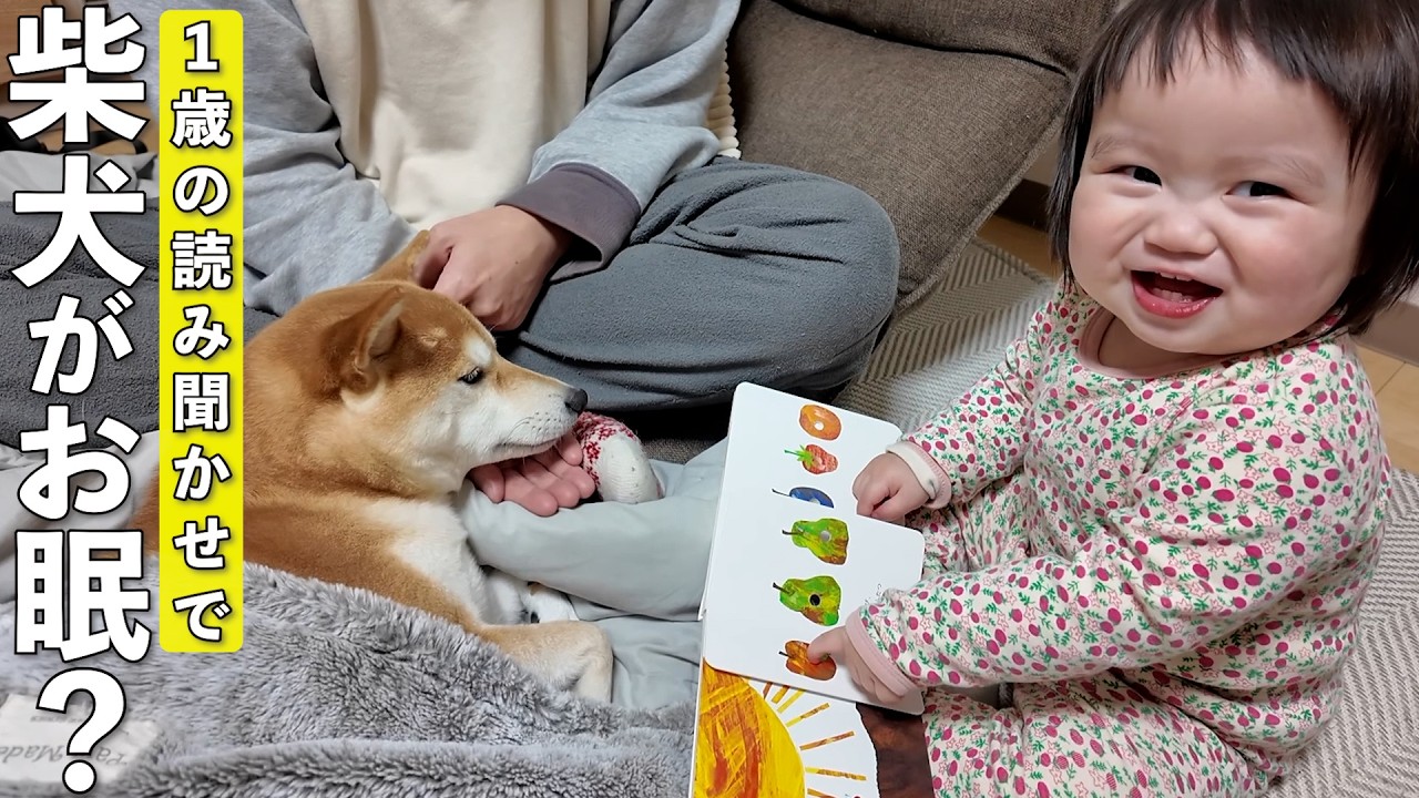 眠たい柴犬に1歳児が絵本を読んで寝かしつけてみたらこうなっちゃいました…笑