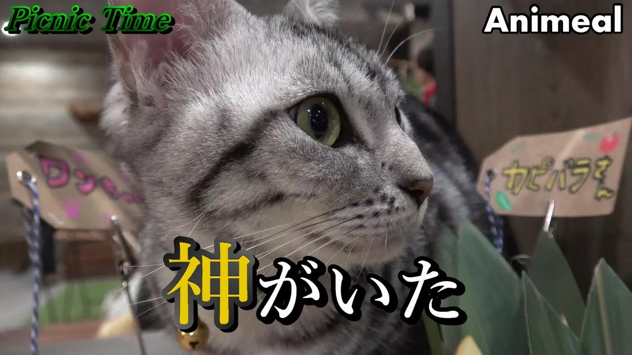 森の動物カフェに行ってみた➀ 【Animeal (アニミル)】 (大阪 / 心斎橋/アメリカ村)