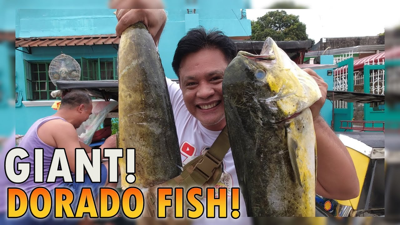 GIANT DORADO FISH! | BUY CLEAN COOK | Part 1 of 2