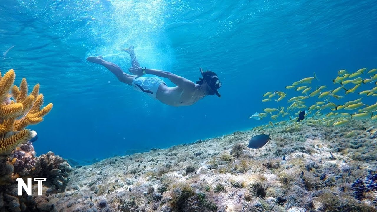 Your Snorkeling Graduation: From Beginner to Pro