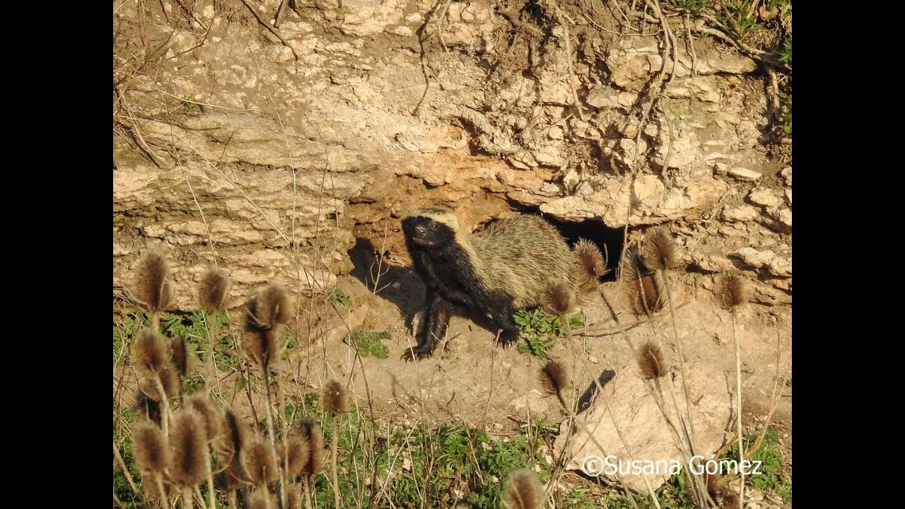 HURON MENOR - Galictis cuja