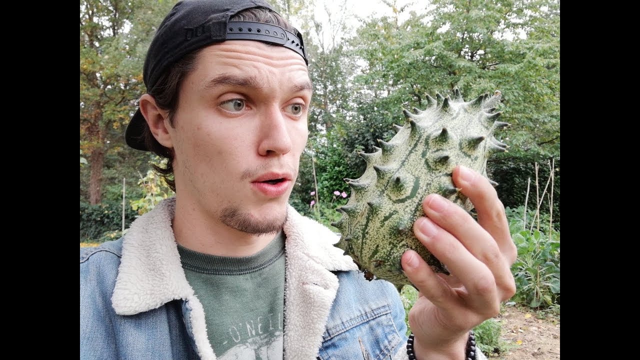 Kiwano von Aussaat bis Ernte!