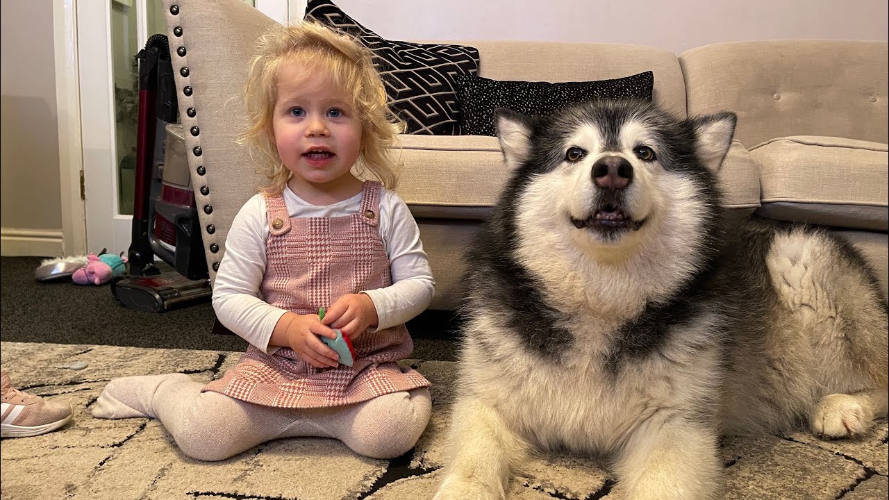 Dogs Go Crazy When Baby Comes Home! Howling Wolves! (So Cute!!)
