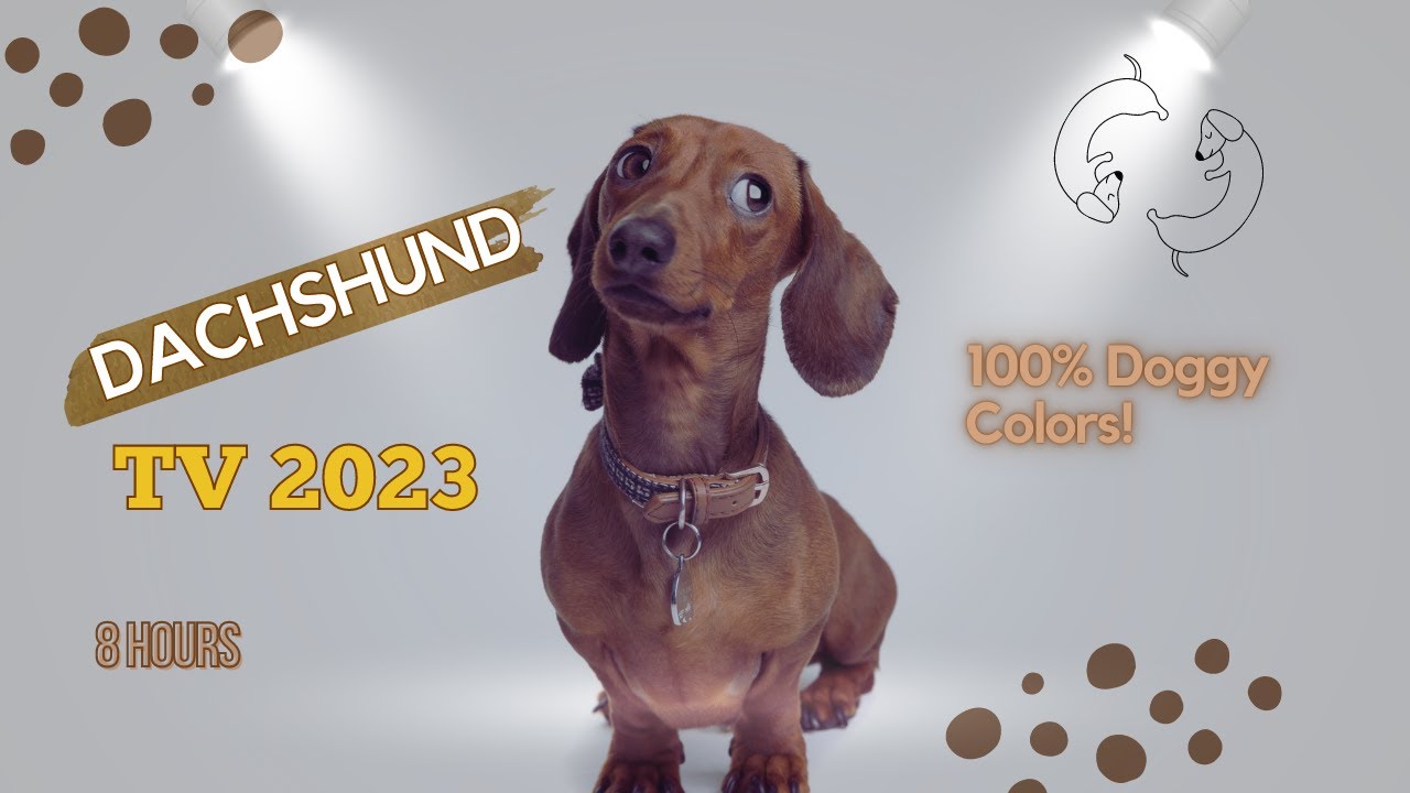 DACHSHUND TV | 8 Hours relaxation video | Separation Anxiety | Dog vision