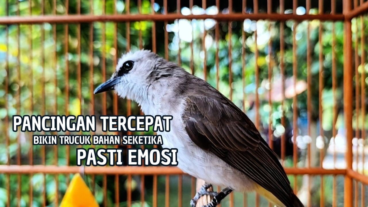 TRUCUKAN GACOR TARUNG ROPEL PANJANG Pancingan trucukan Agar Bunyi Jadikan Burung Trucuk Gacor Nyaut