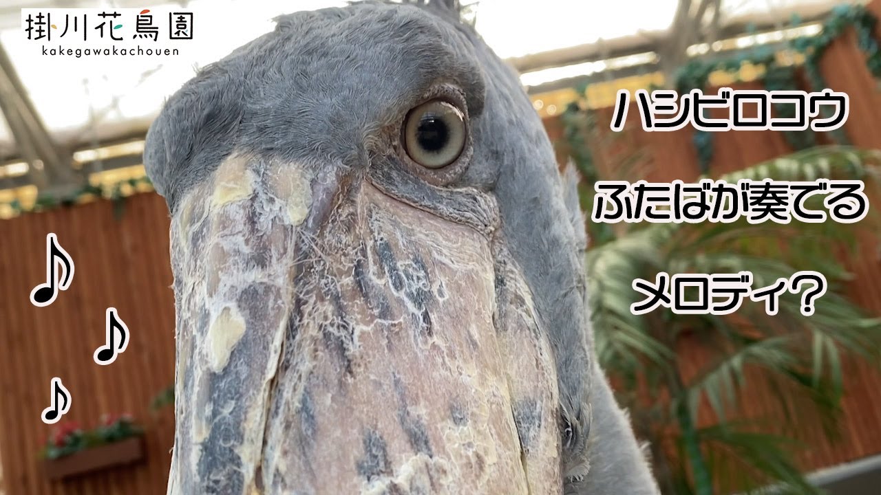 【掛川花鳥園公式】ハシビロコウふたばが奏でるメロディ♬？