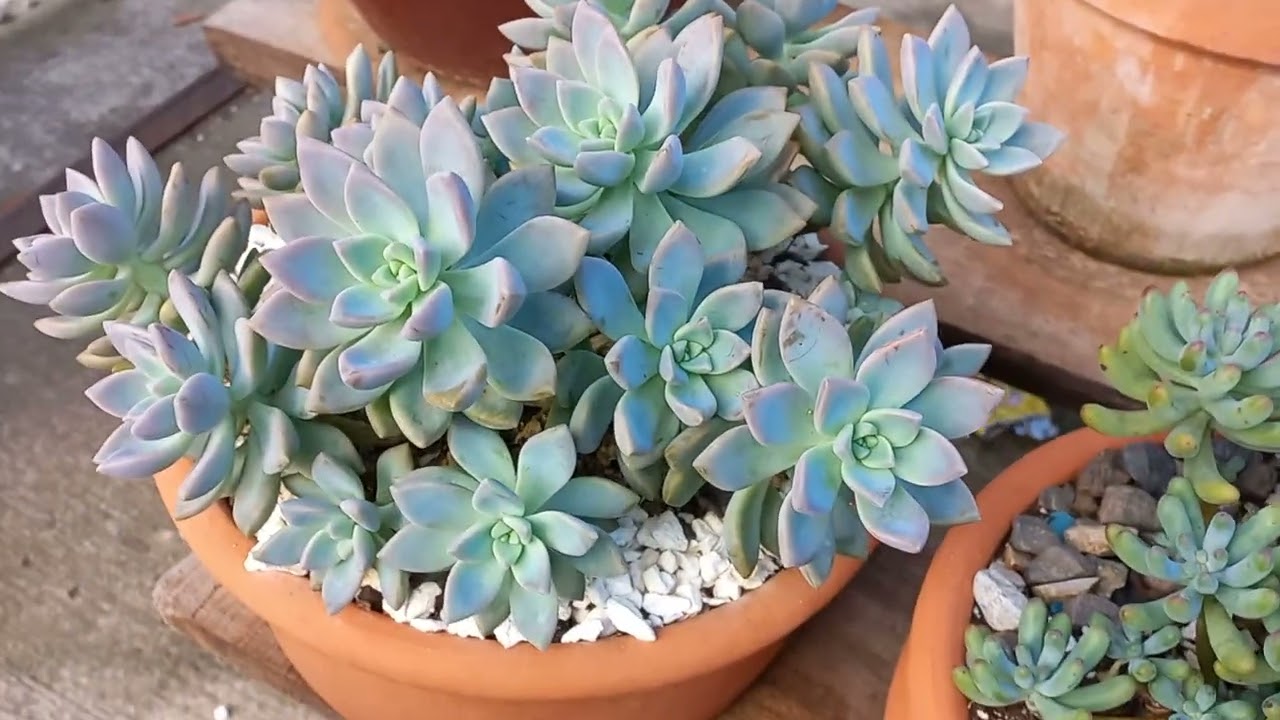 Graptopetalum Supreme