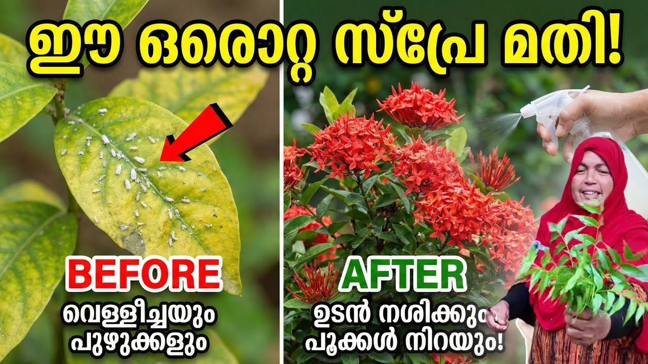 ഈ കീടനാശിനി ഉണ്ടാക്കാൻ പഠിച്ചാൽ കീടങ്ങളുടെ ഉപദ്രവം പേടിക്കേ വേണ്ട 👌🏻👌🏻