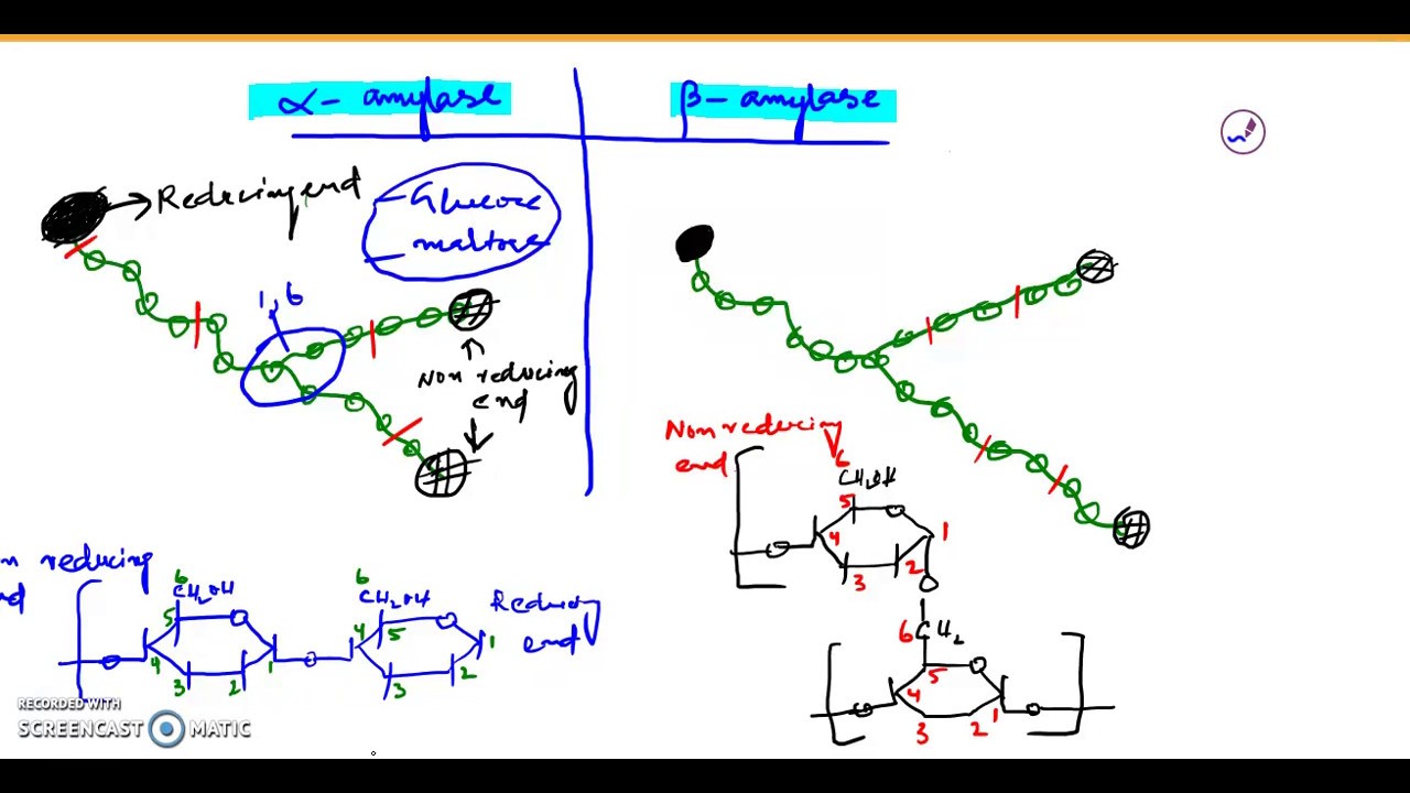 Alpha amylase and Beta amylase