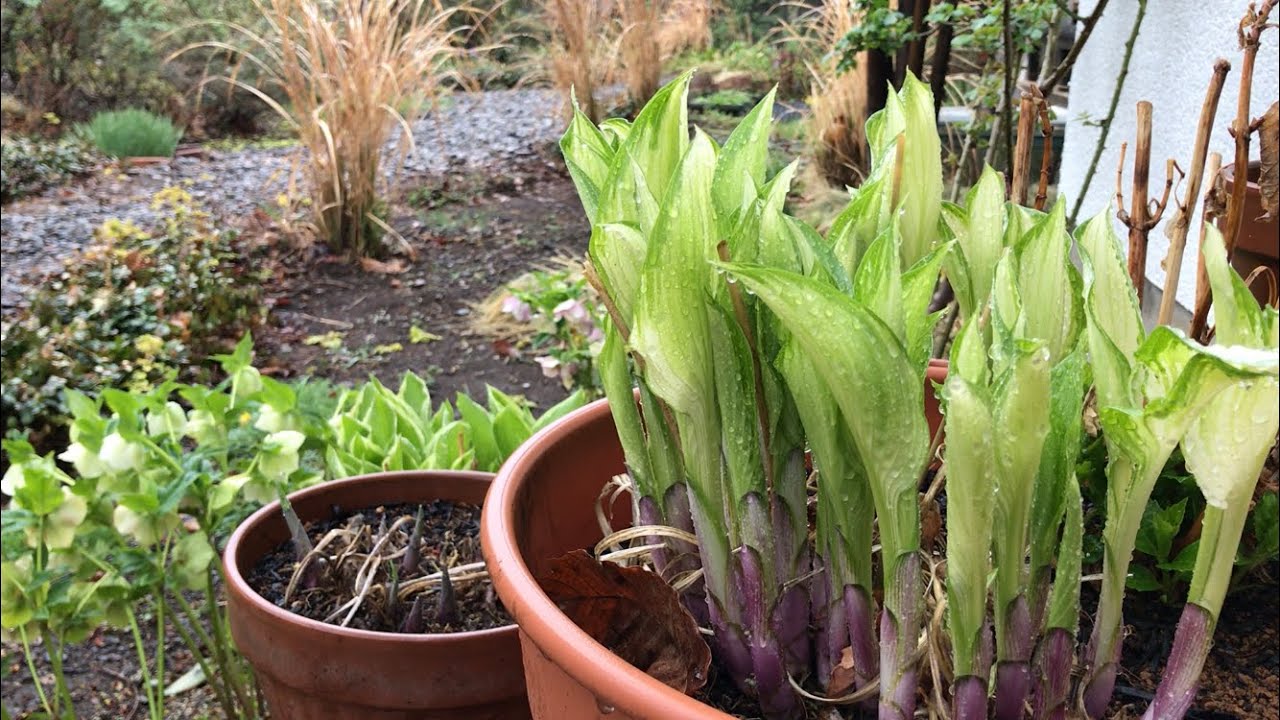 ホスタ　ギボウシ　楽しみ方　（冬〜春）　植え替え　株分け　芽が出た