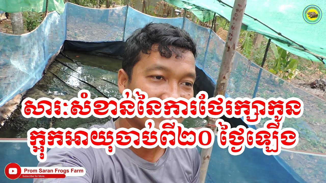 កូនកង្កែបអាយុ 23 ថ្ងៃ រួញកន្ទុយ ដុះដៃជើង 80% ហើយ