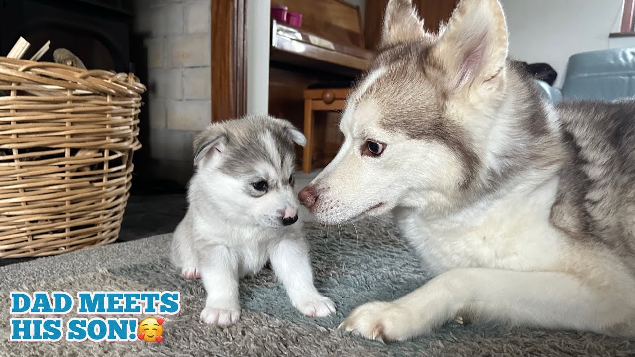 Husky Dad Meets His Son For The First Time!🥰. (CUTEST PUPPY MEET!!] [PHILIP]