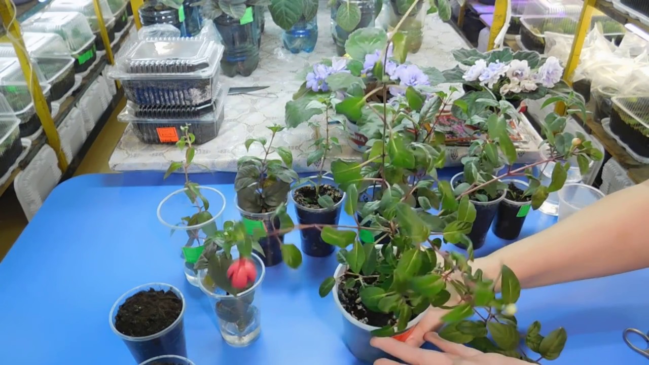 🌱СУПЕР СПОСОБ РАЗМНОЖЕНИЯ ФУКСИИ ! ПОСАДКА ЧЕРЕНКОВ И УХОД ЗА НИМИ 🌱