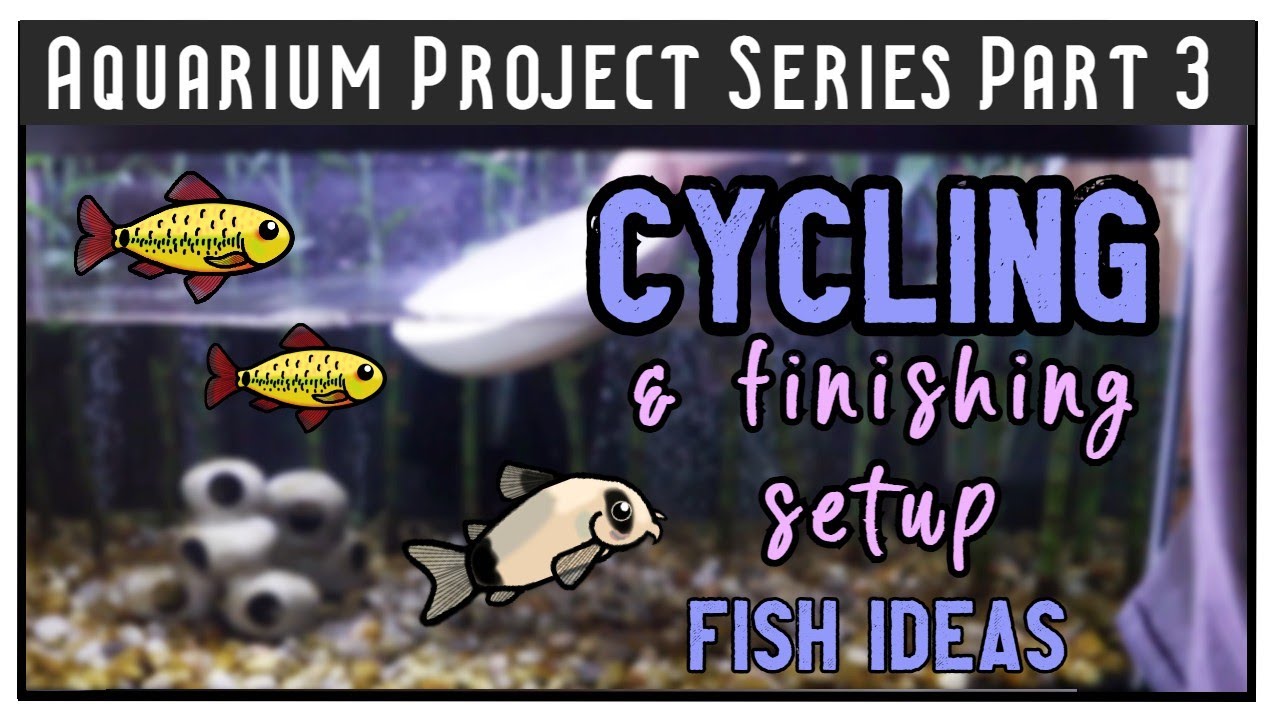 Cycling, Finishing the Setup, and Fish Ideas || MAKING A COMMUNITY AQUARIUM SERIES PART 3