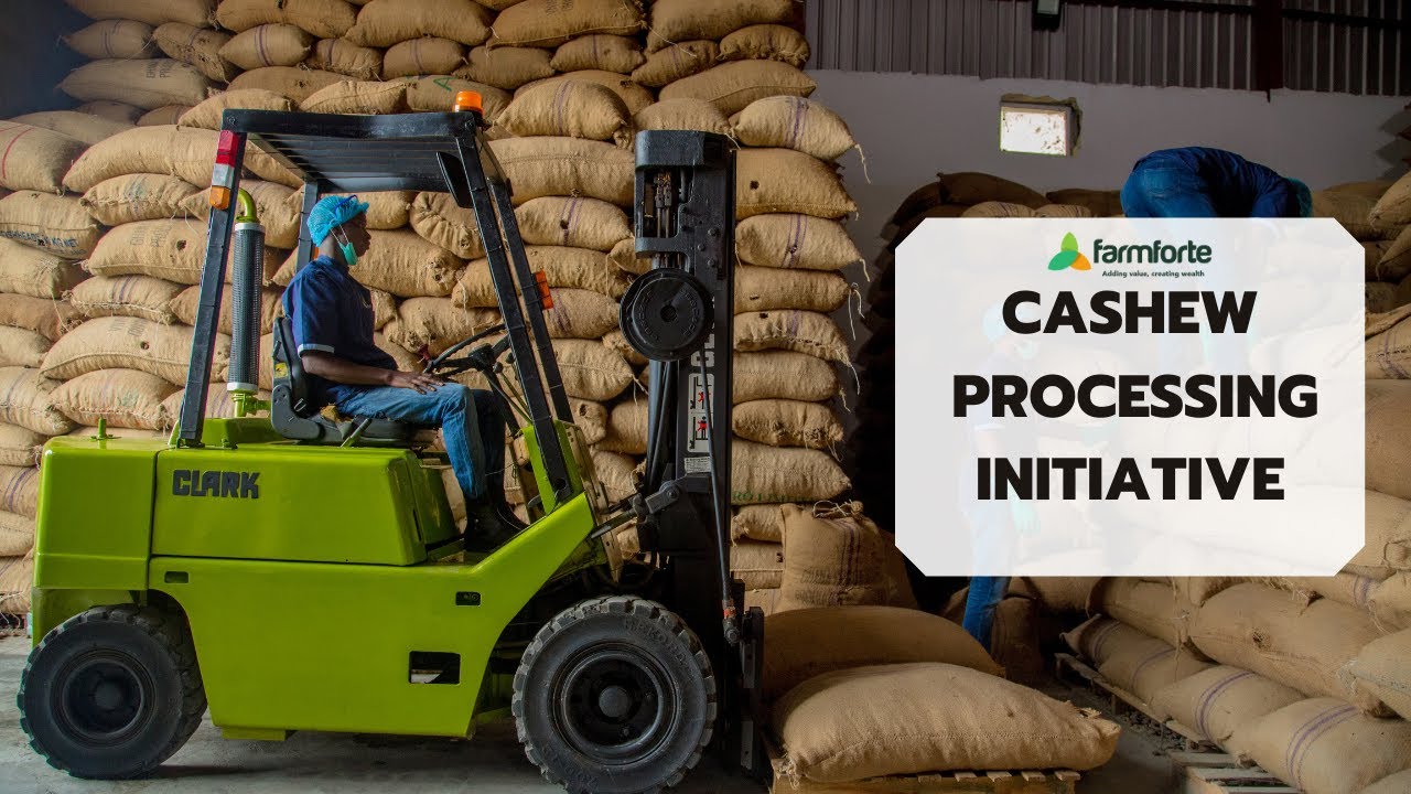 Farmforte's Cashew Processing Initiative