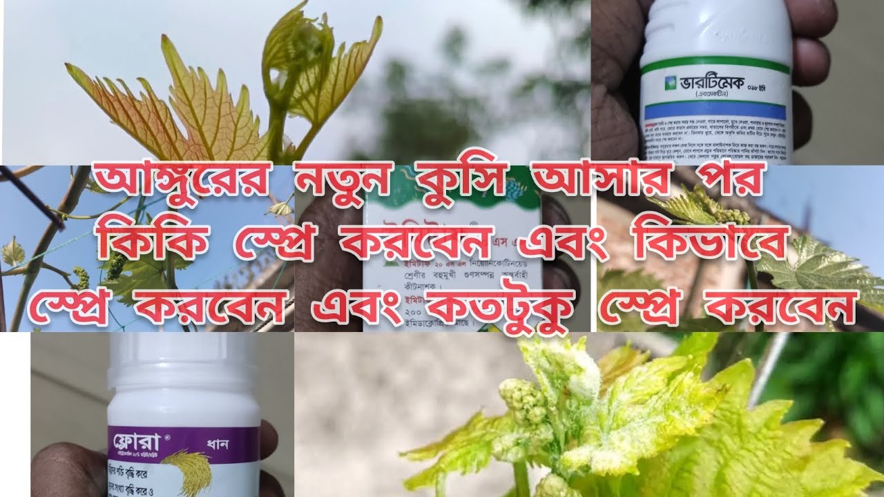 আঙ্গুরের নতুন কুশি আসার পর কি কি স্প্রে করবেন এবং কিভাবে স্প্রে করবেন এবং কতটুকু স্প্রে করবেন