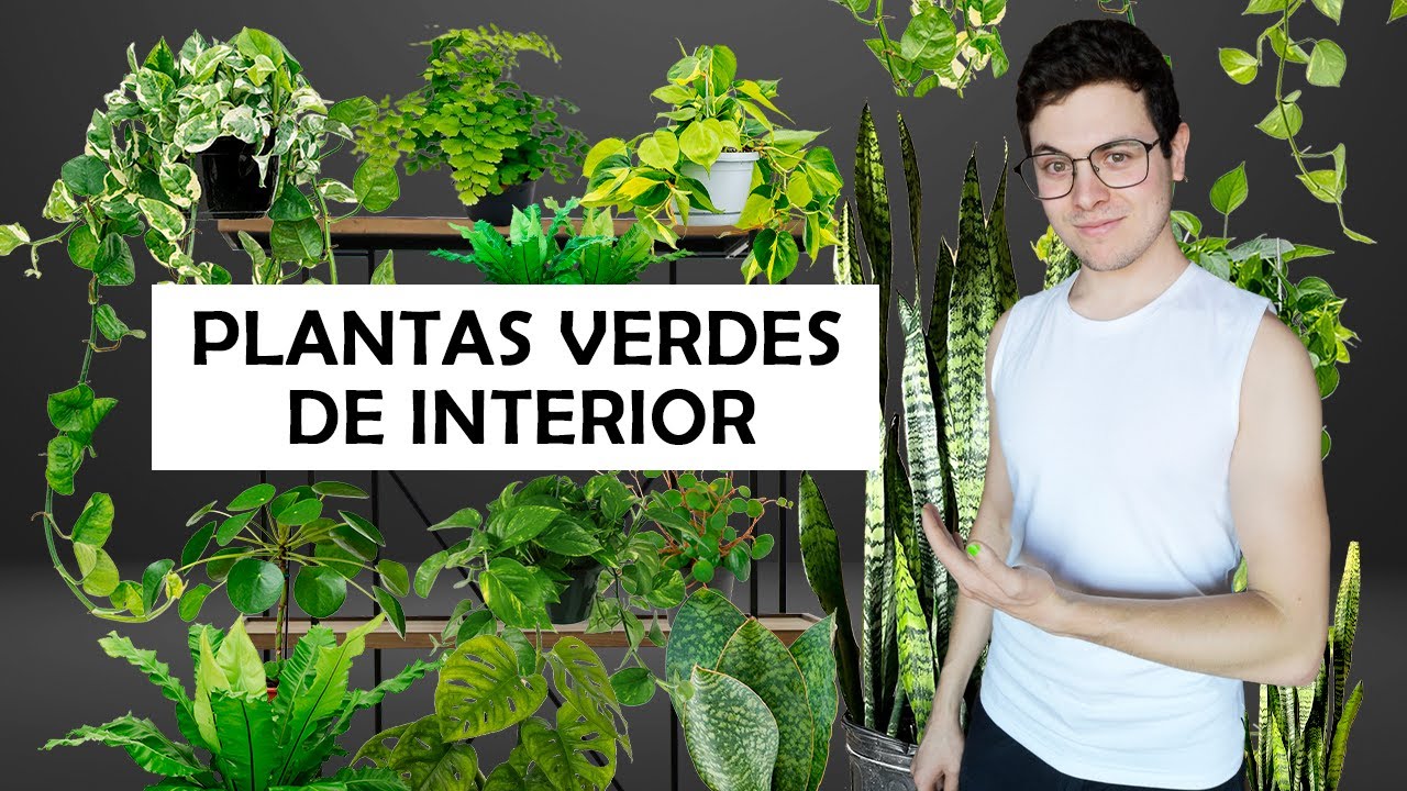8 plantas verdes (sin flor) de interior 🪴