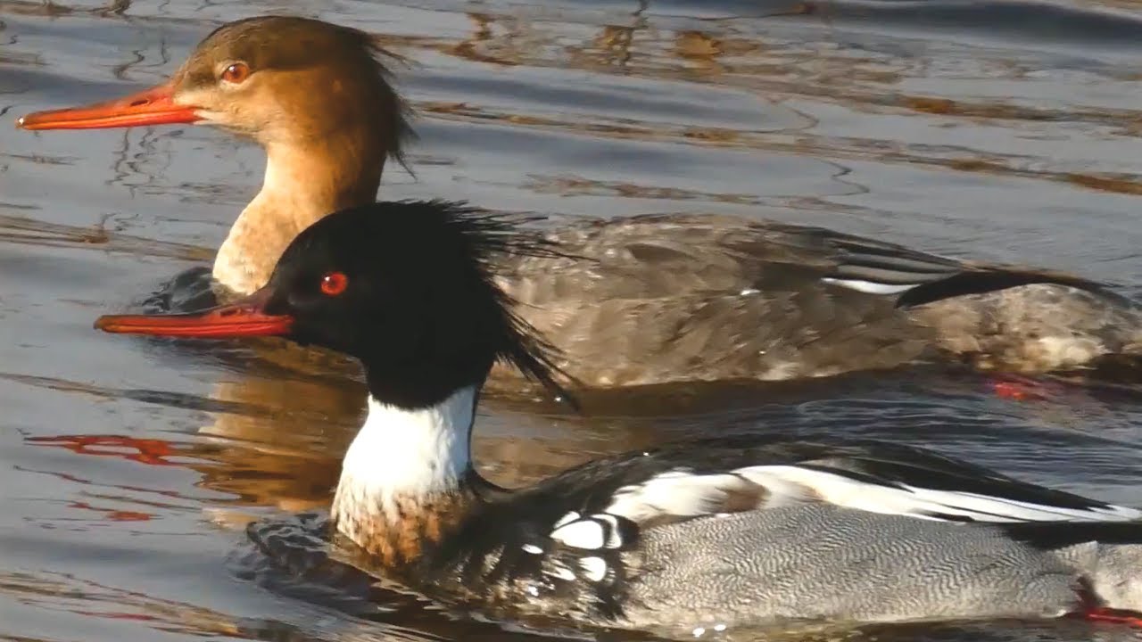 Merganser duck call sound, diving, bathing, flying, running | Red breasted