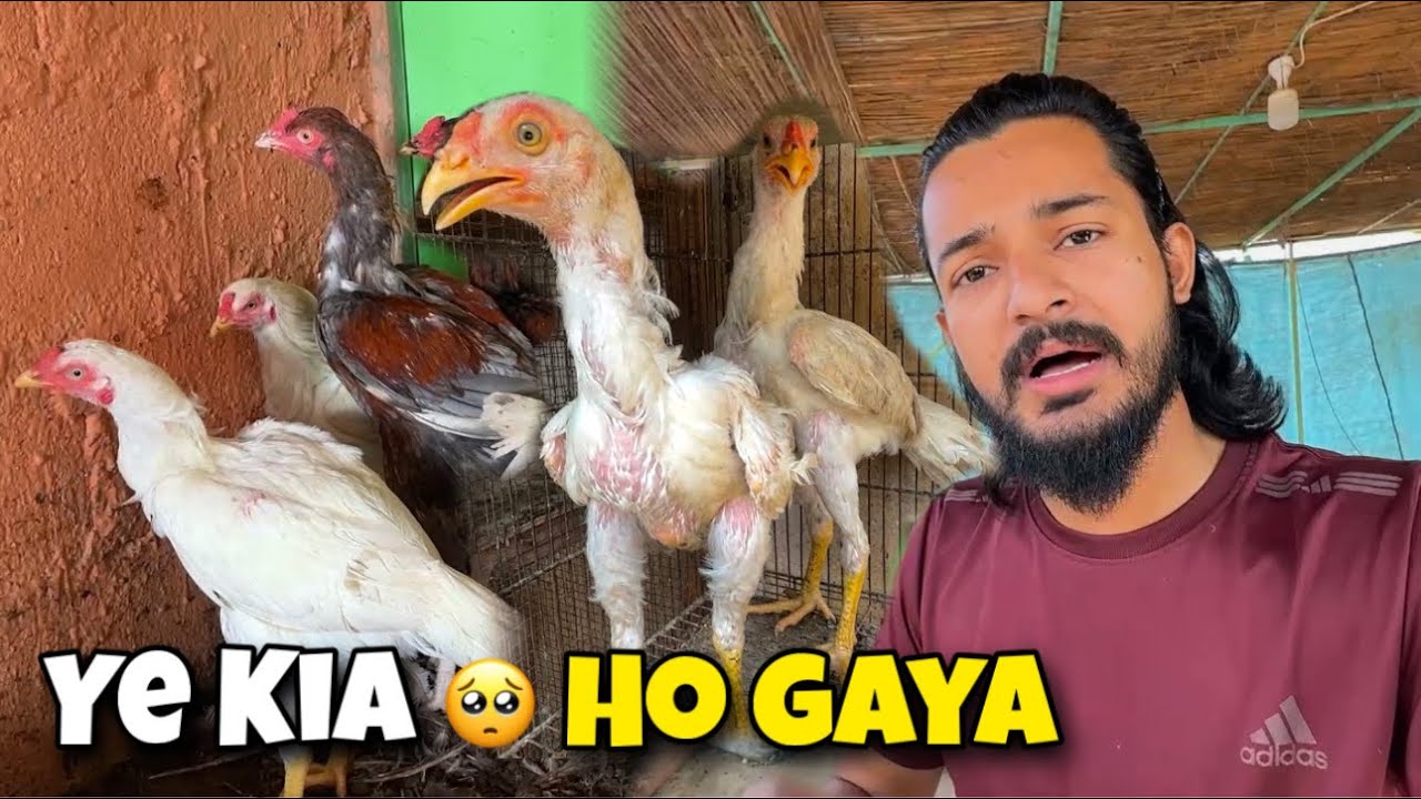 Big Heera Aseel Sell Ker Diye🥺 