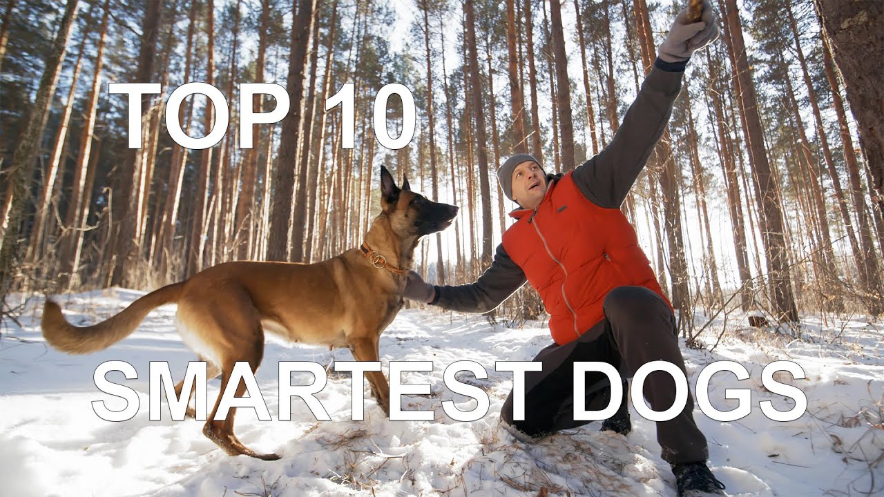 TOP 10 SMARTEST DOG BREEDS 2021