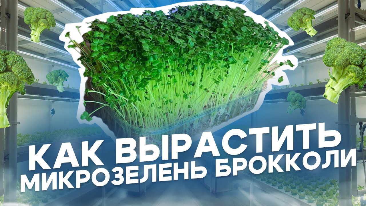 🔥 БРОККОЛИ НА ПОДОКОННИКЕ &mdash; МИКРОЗЕЛЕНЬ ЗА 5 ДНЕЙ! БОМБА ДЛЯ ЗДОРОВЬЯ! 🔥
