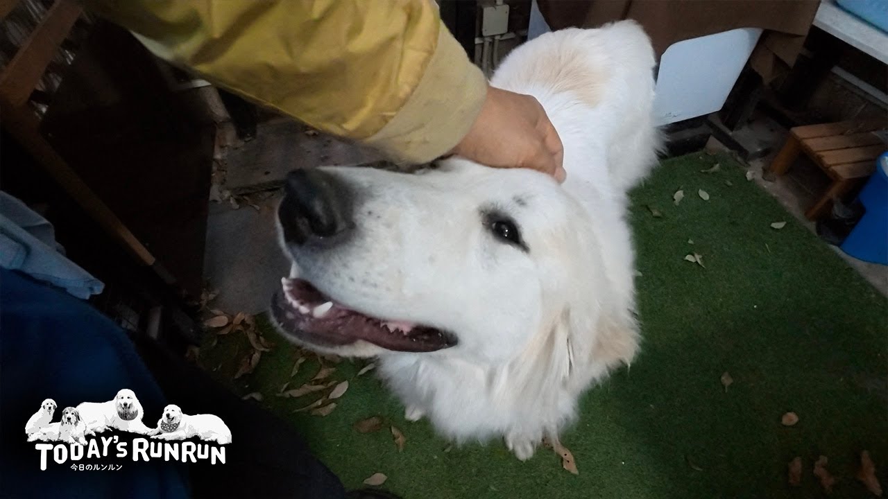 リモコンを壊したけど...完全には壊さなかったお利口なリリーです　Great Pyrenees　グレートピレニーズ