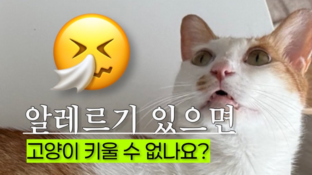 고양이 알레르기 극복방법 (털알레르기 해결 방법 6가지)