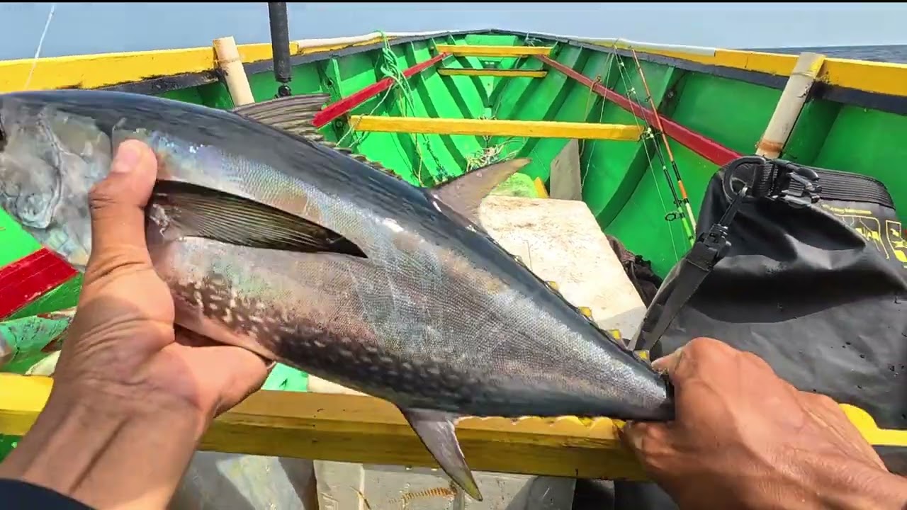 Spot gacor ini dihuni salah satu predator baby tuna sirip kuning
