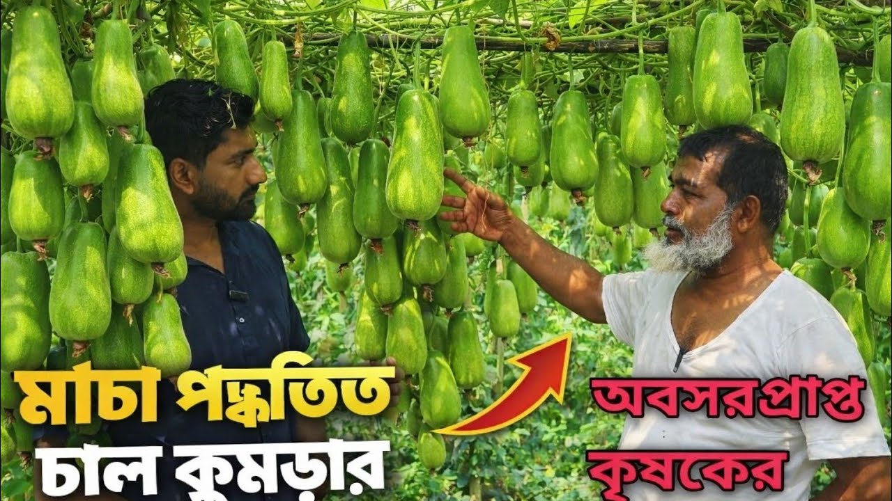 ৩৫ বছরের অভিজ্ঞ কৃষকের মুখে মাচা পদ্ধতিতে চাল কুমড়া চাষের সফল গল্প | Bottle Gourd Farming interview