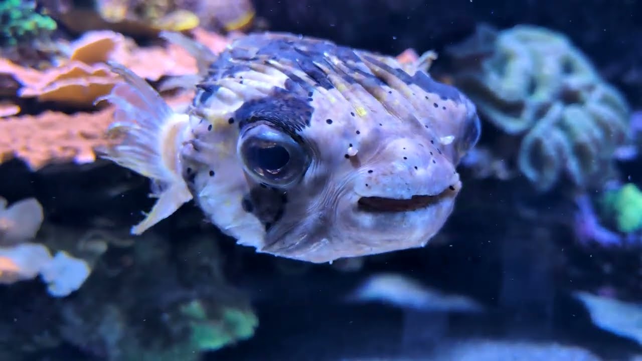 2026-02-14 - Monaco - L'acquarium du musée océanographique