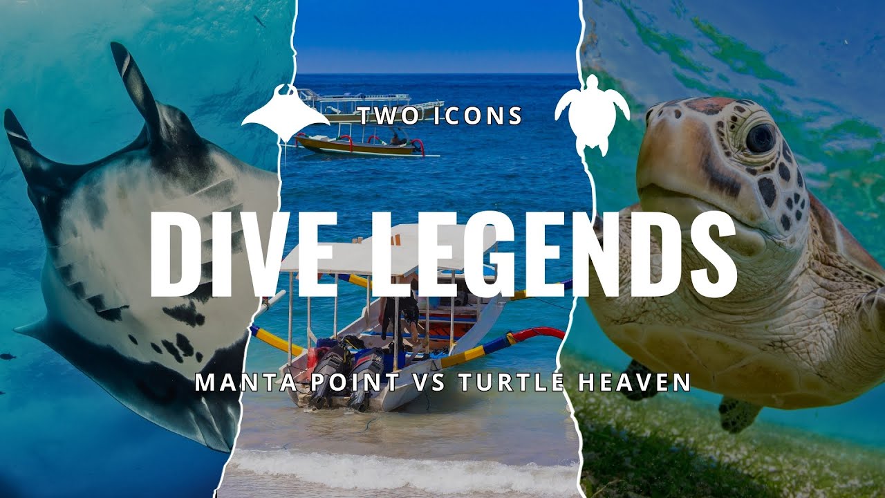 Top Dive Sites in Indonesia: Bali’s Manta Point vs Lombok’s Turtle Heaven #bali #giliislands #scuba