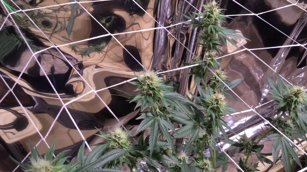 Indoor Scrog Grow Update: Week5 DAY31