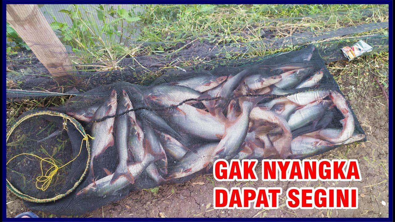 mancing ikan patin strike bertubi-tubi part2