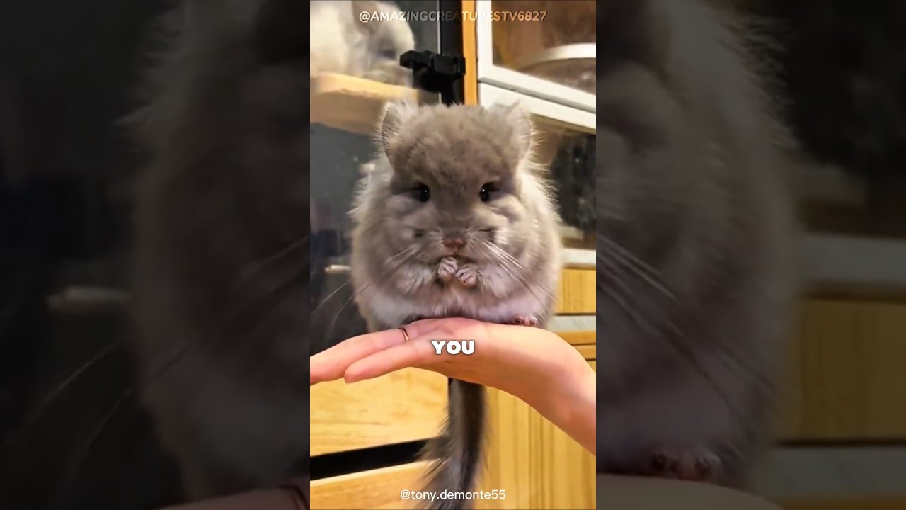 Это животное плачет, когда ты уходишь 😢 | Шиншилла #Шорты