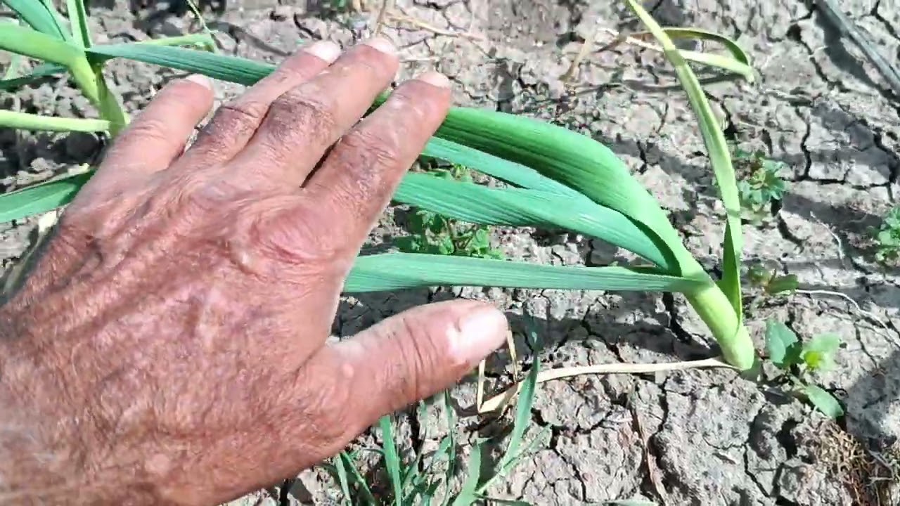 Doğal Antibiyotik Sarmısak Üretimi Nasıl Olmalı