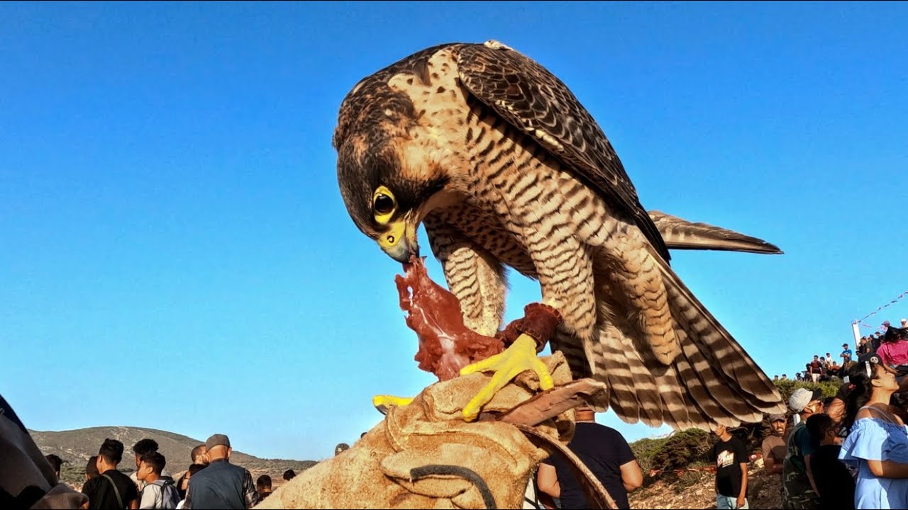 مهرجان الساف بالهوارية 🦅 مسابقة البيزة لطائر البرني و الساف